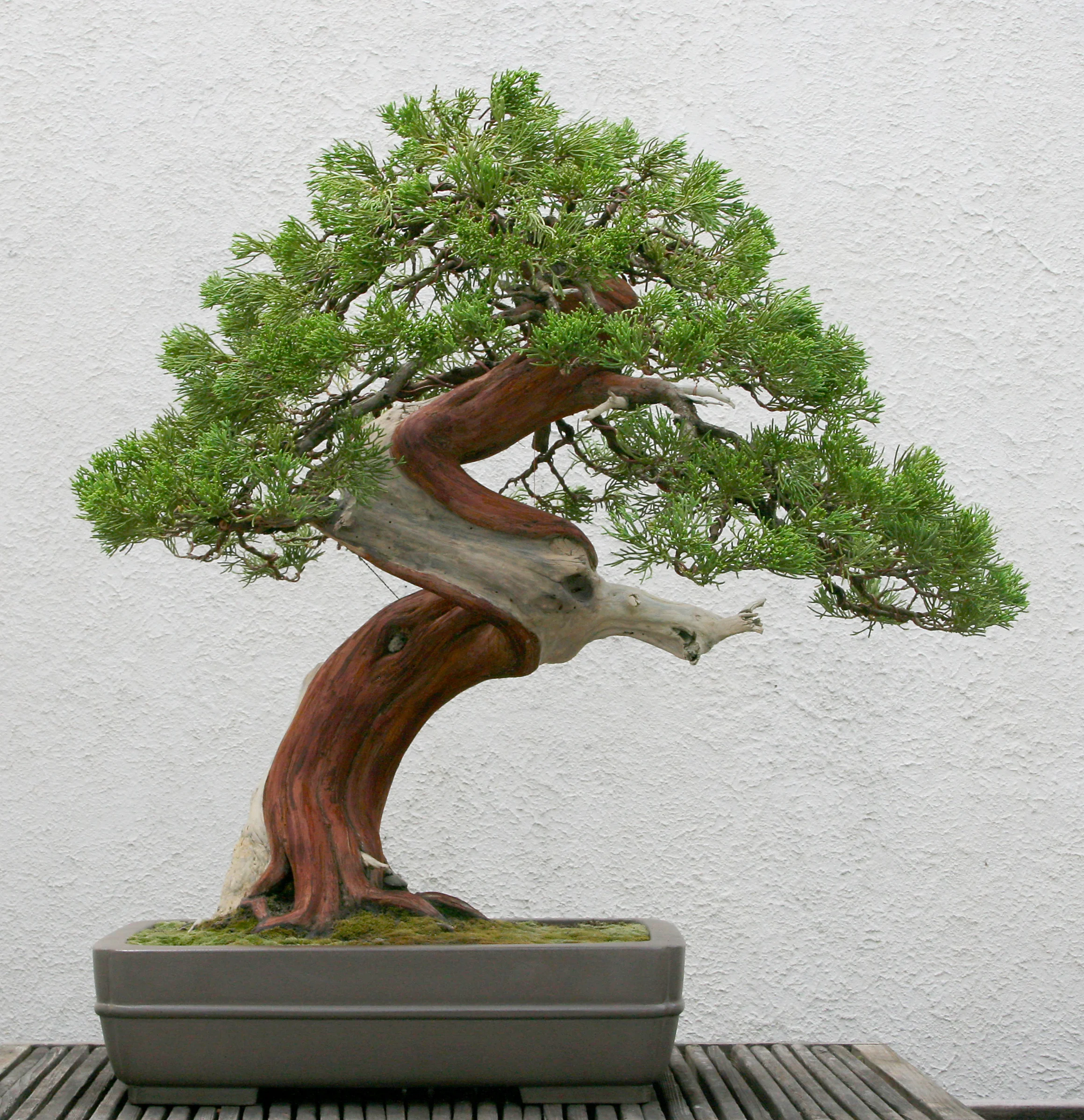 World Bonsai Day 2022 — National Bonsai Foundation